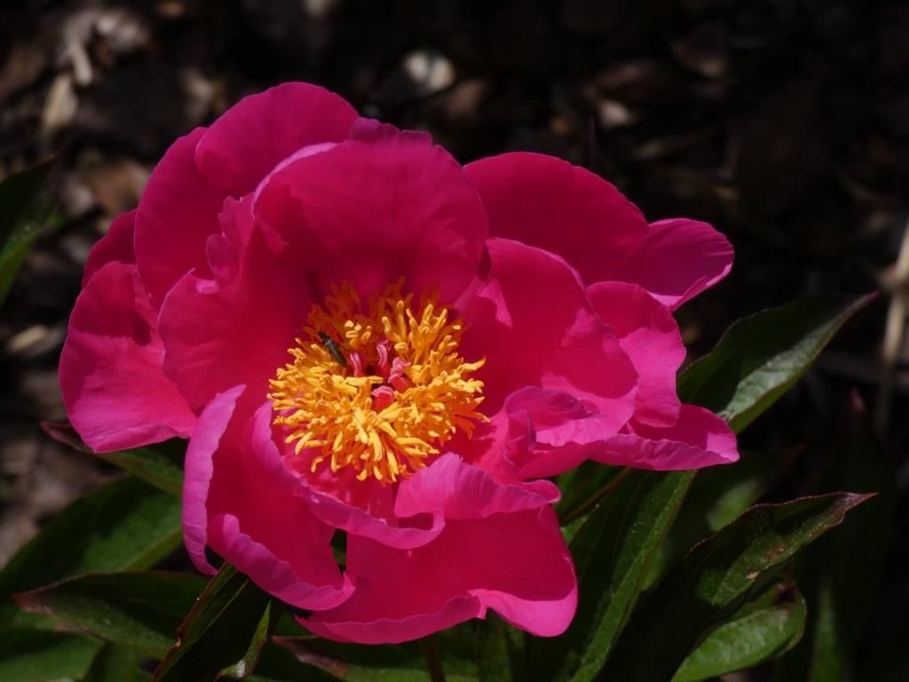 peony