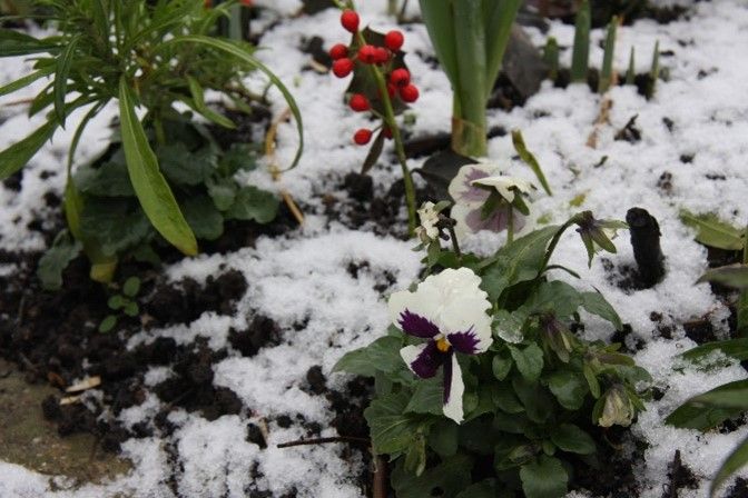 snow and berries