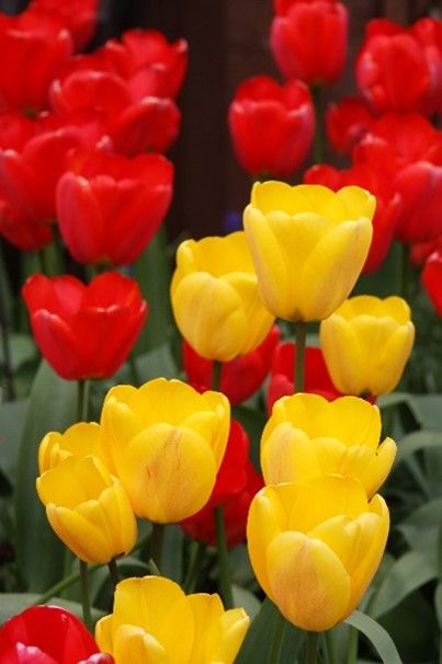 tulips