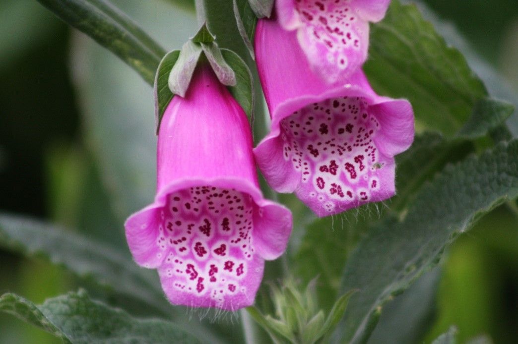 foxglove