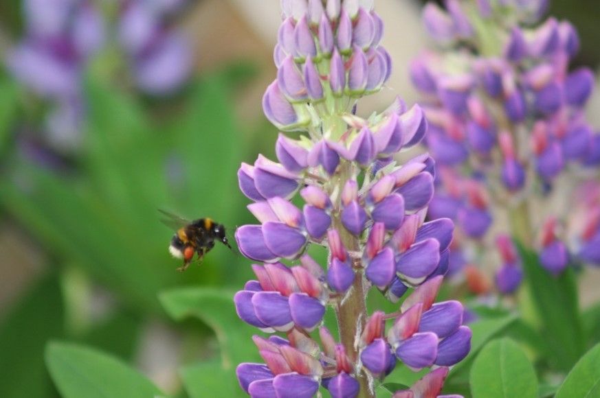 Bee and lupin