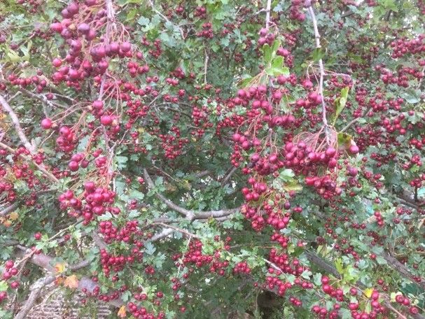 pyracantha