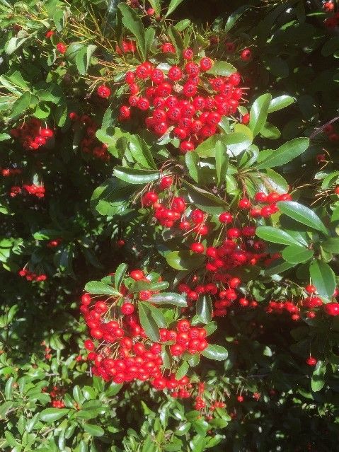 pyracantha