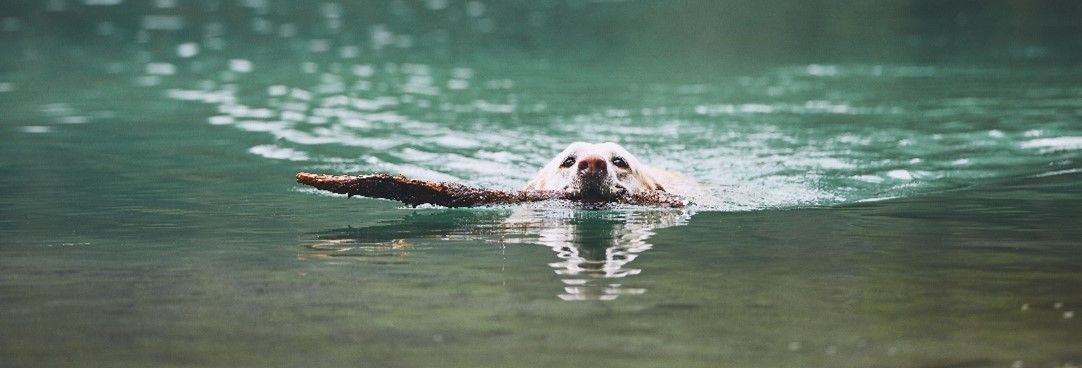 dog swimming