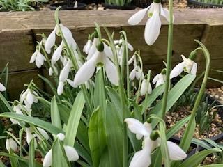 snowdrops