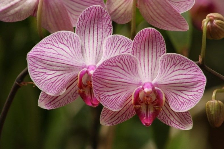 orchid