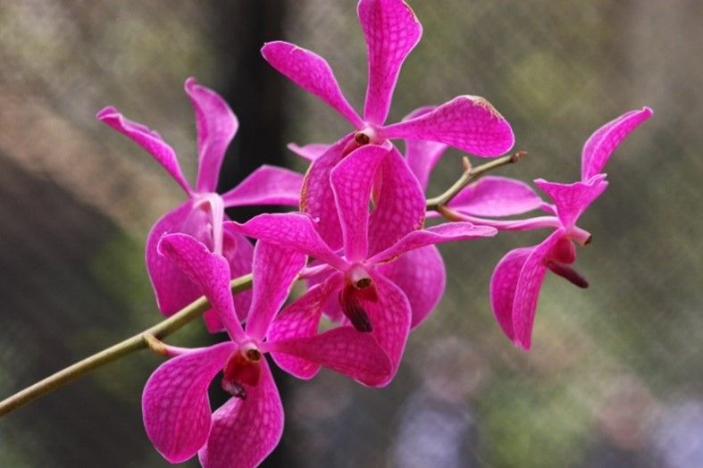 orchid 2