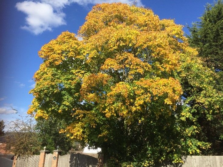 Autumn tree