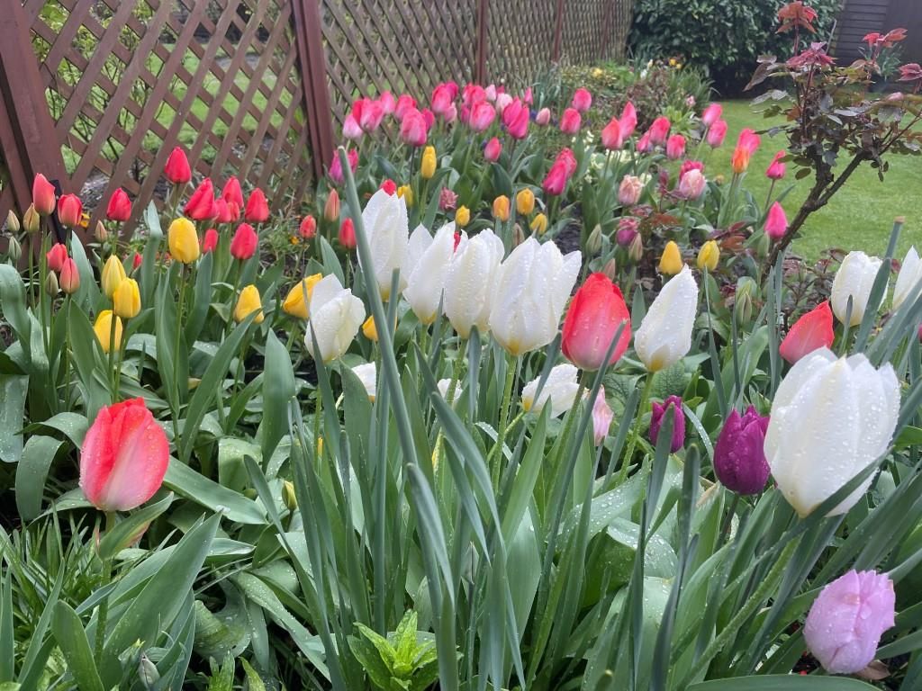 tulips