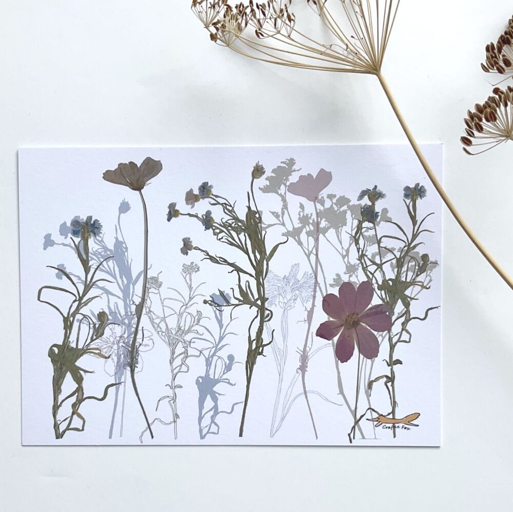 Cornflowers & Cosmos postcard print A6