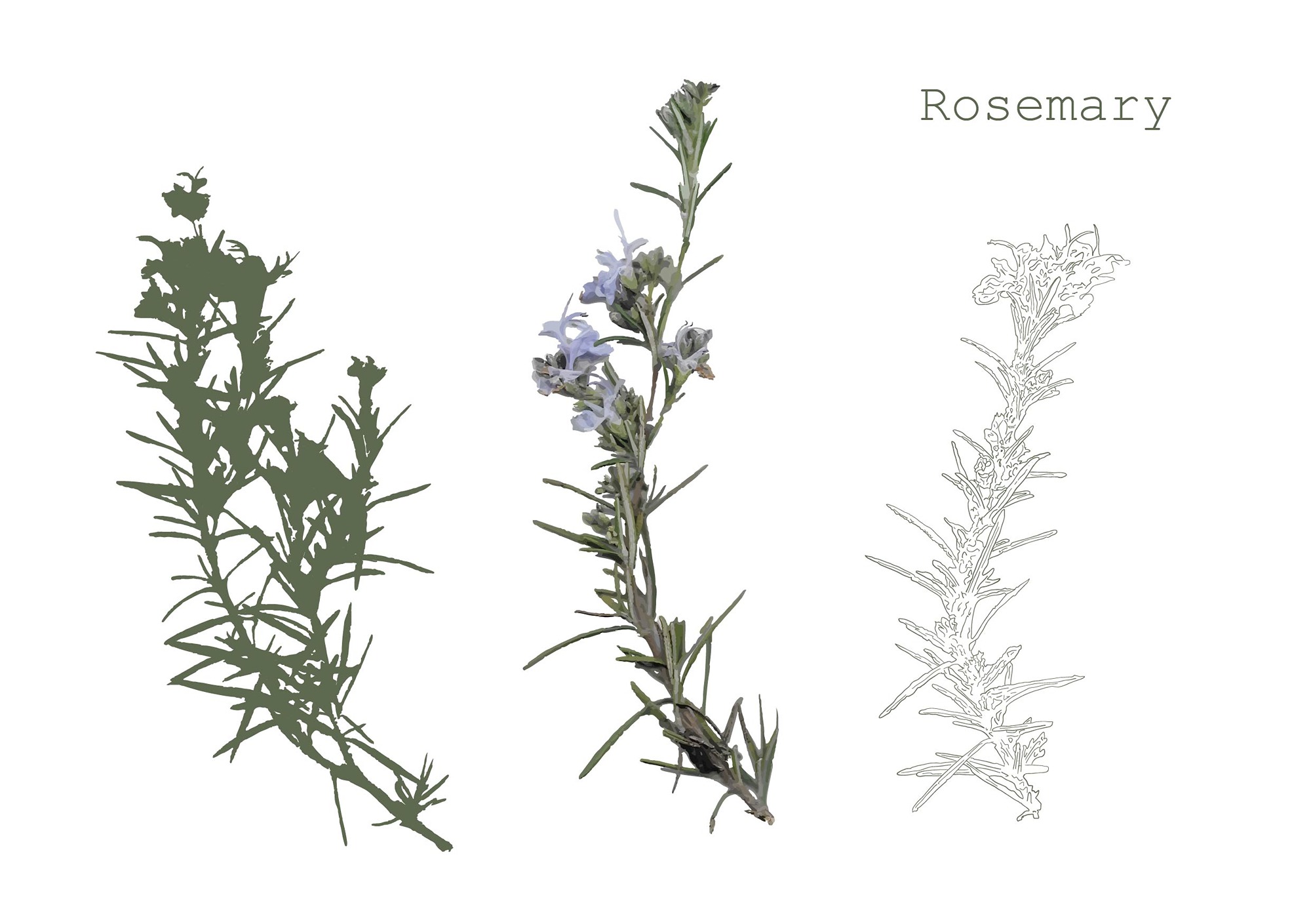 Rosemary A5 Carron Fox.jpg