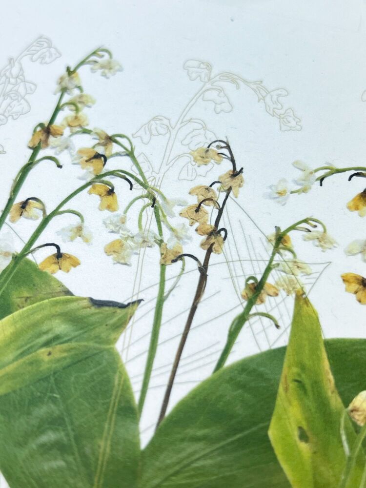 Lily of the Valley greeting card