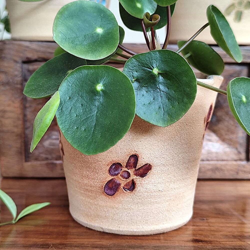 Birthstone Colour Ceramic Planter