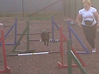 Pet Dog Agility Classes, Hull