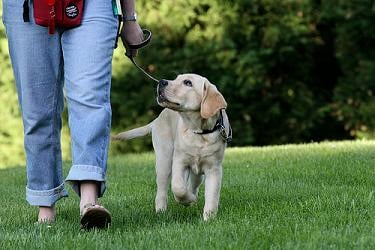 Image result for dog training