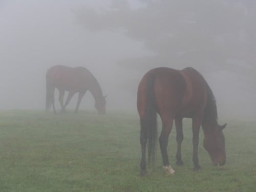 Foggy Morning