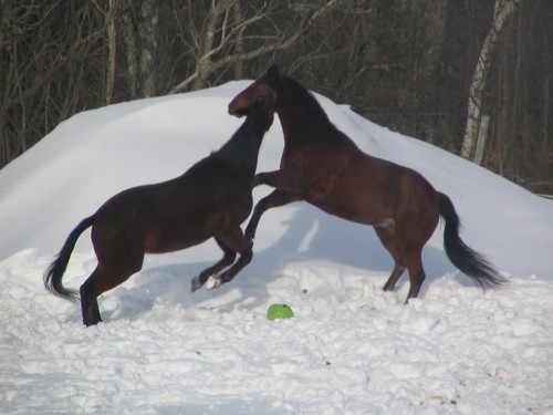 MO and Cash Playing