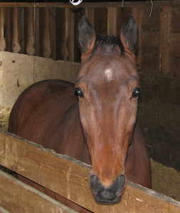 Mo In barn