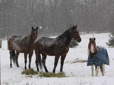 Mo Cash Arizona frozen snow