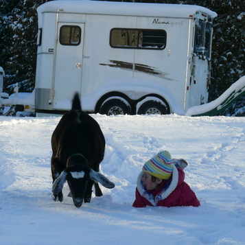 Goats Ike Amelia eat snow 12 09