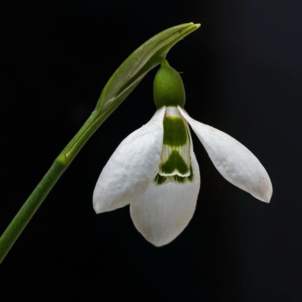 Snowdrop