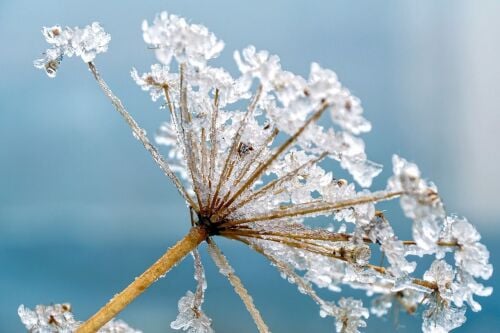 crystal winter flower