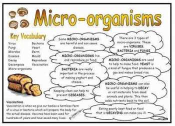 Micro-Organisms Science Fact Mat