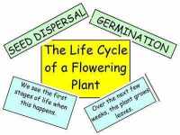 The Life Cycle of a Flowering Plant Interactive Display