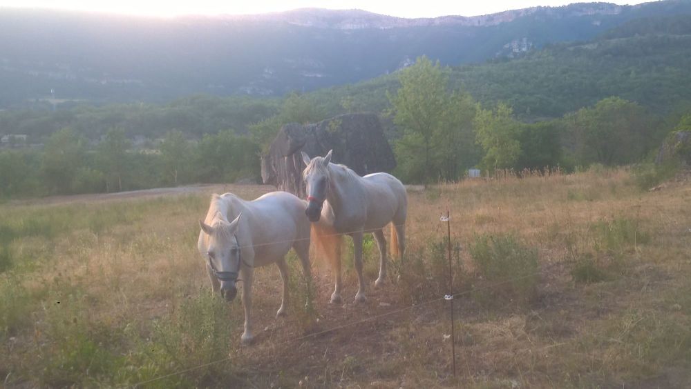 Two white horses at sunset - donkey still missing.