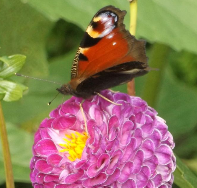 Peacock on dahlia