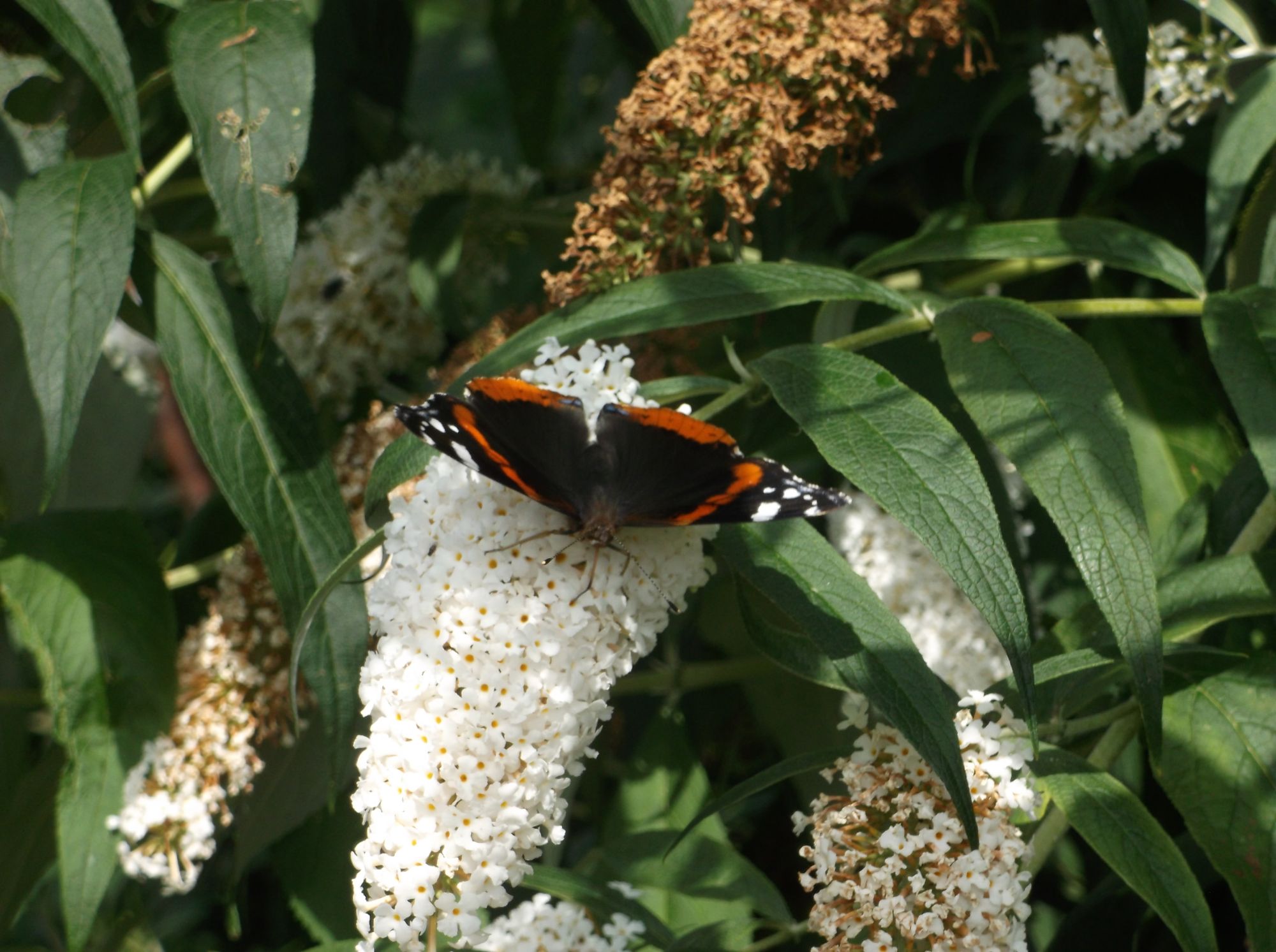 Red Admiral