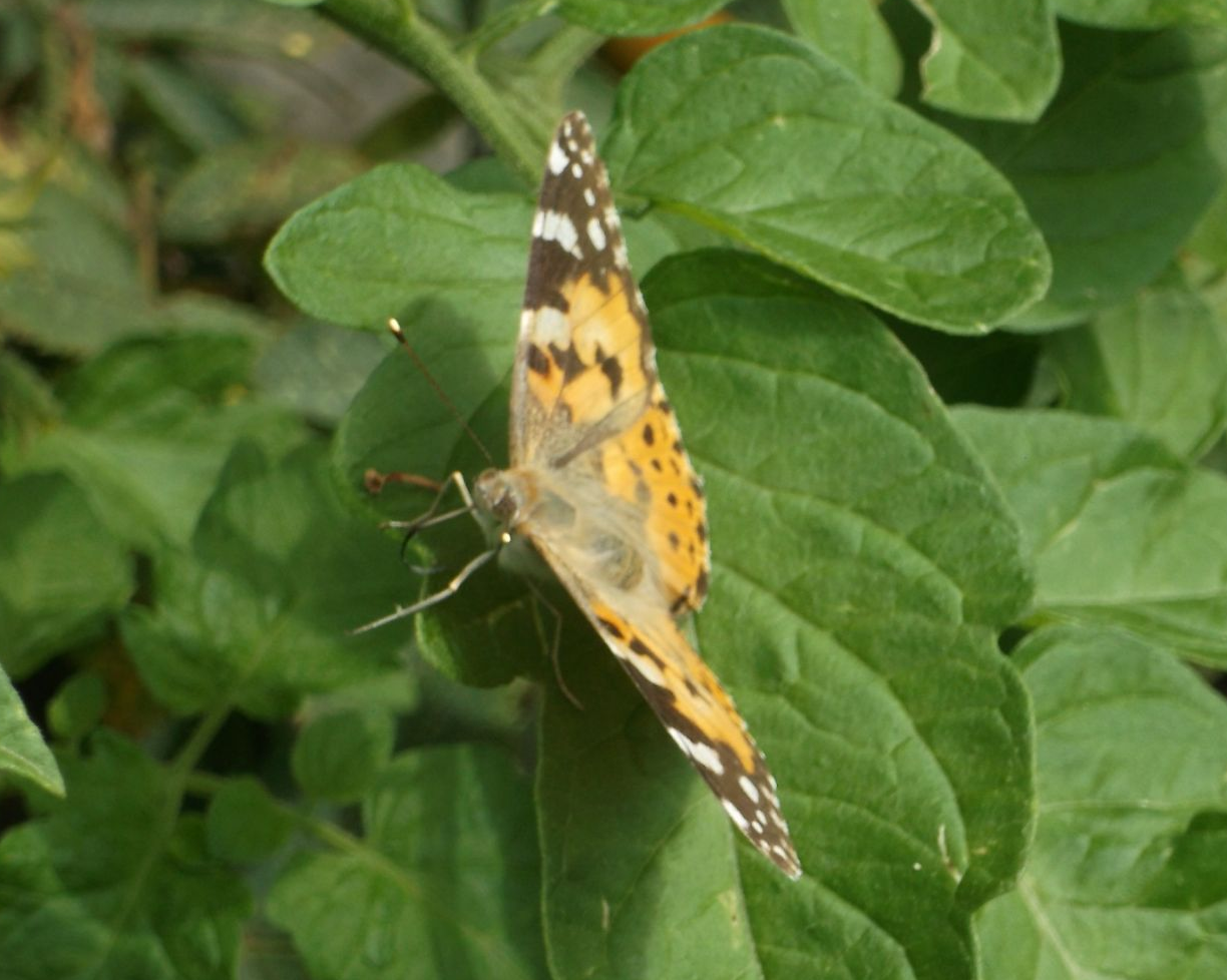 Painted Lady