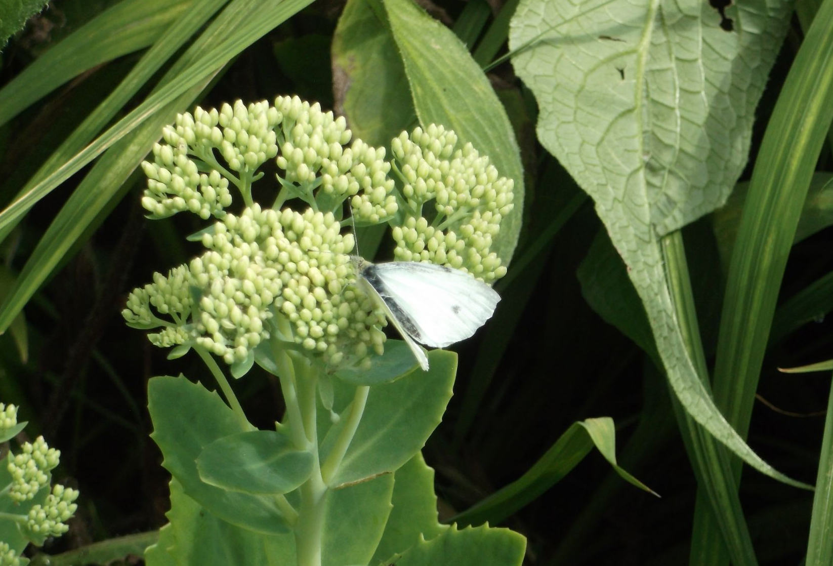 Small White