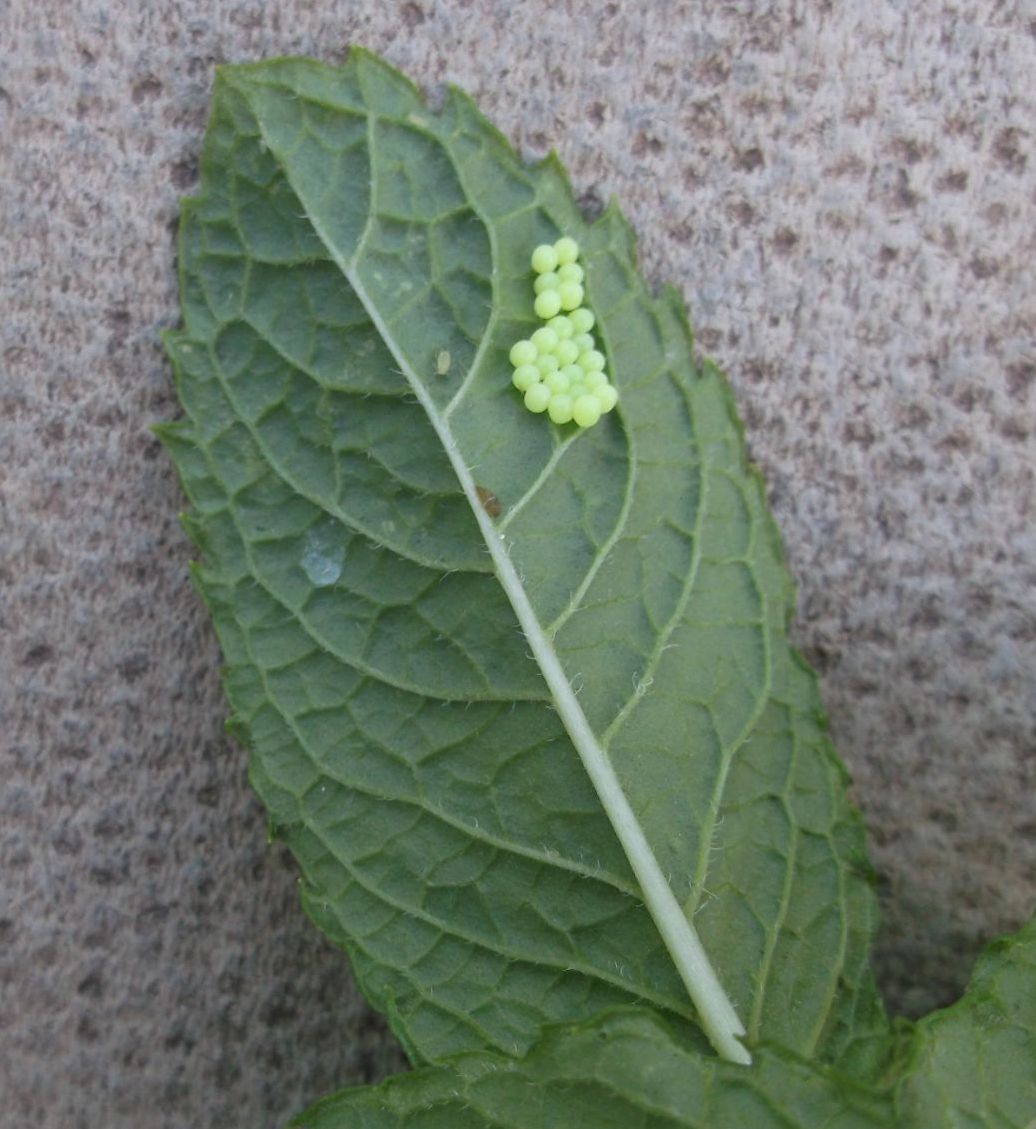 Eggs from the Cabbage White