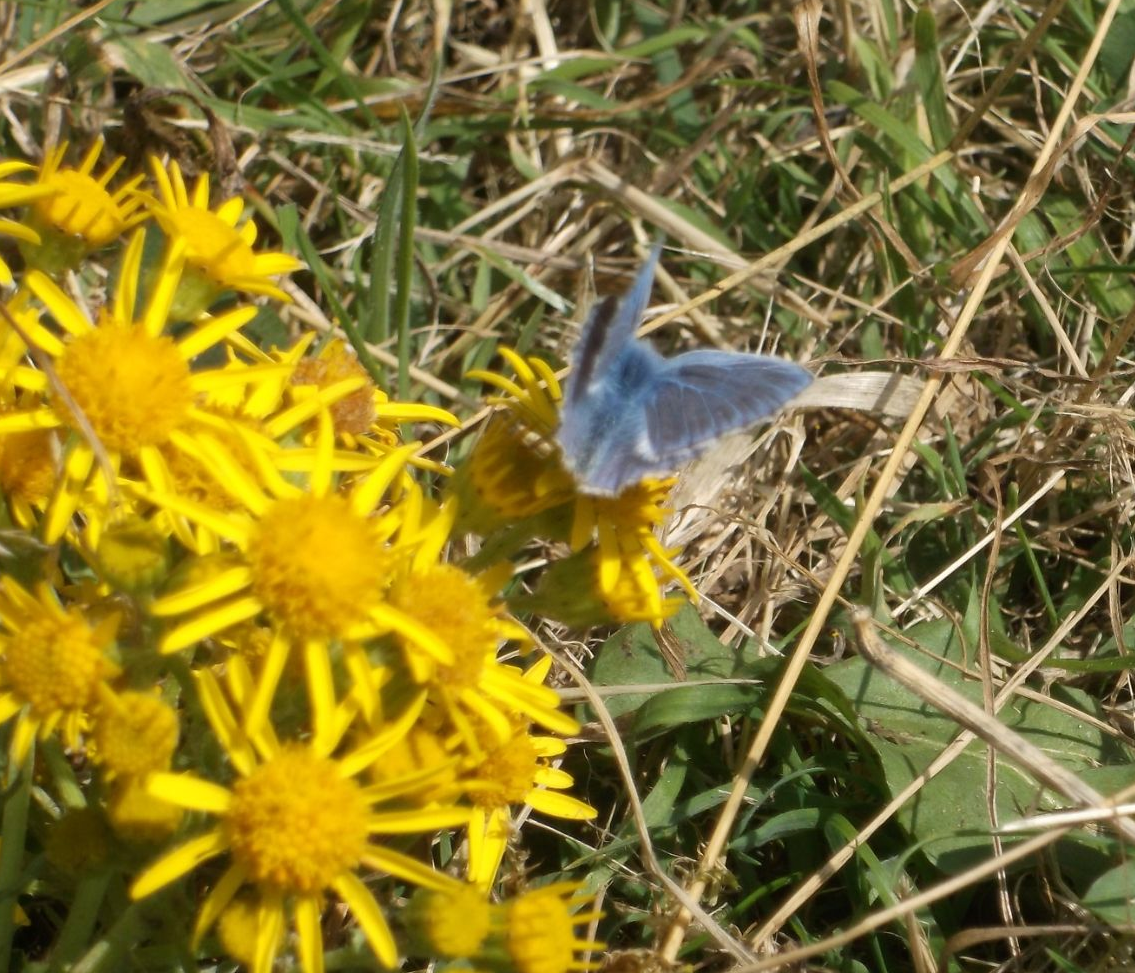 Common Blue