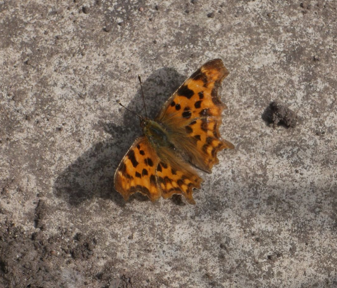 Comma