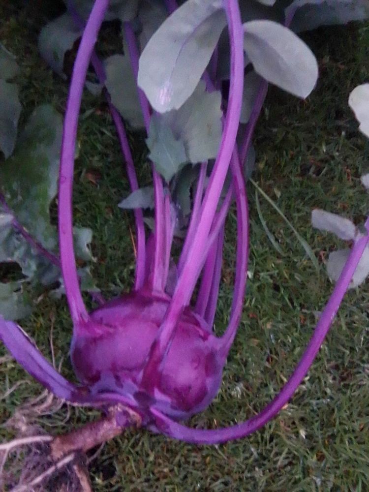 Kohl Rabi