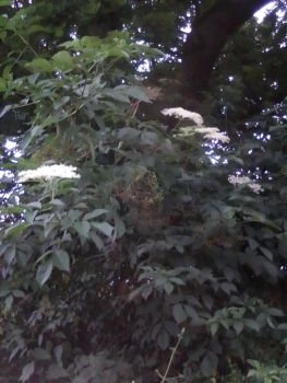 Elderflower Tree
