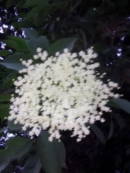 Elderflower