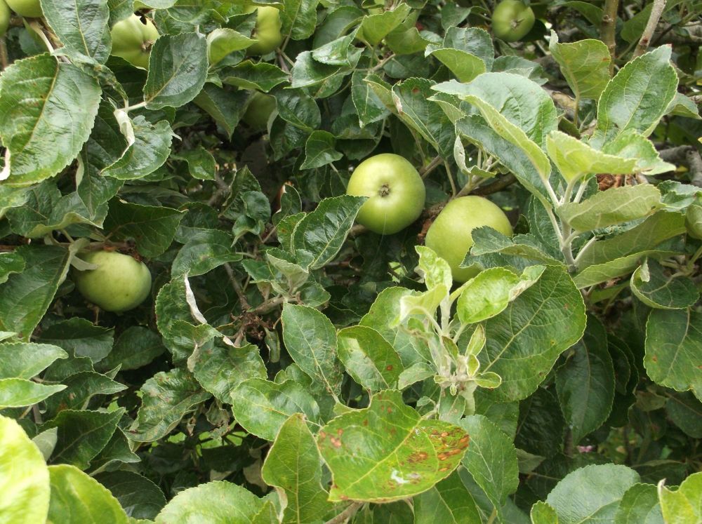 cooking apples