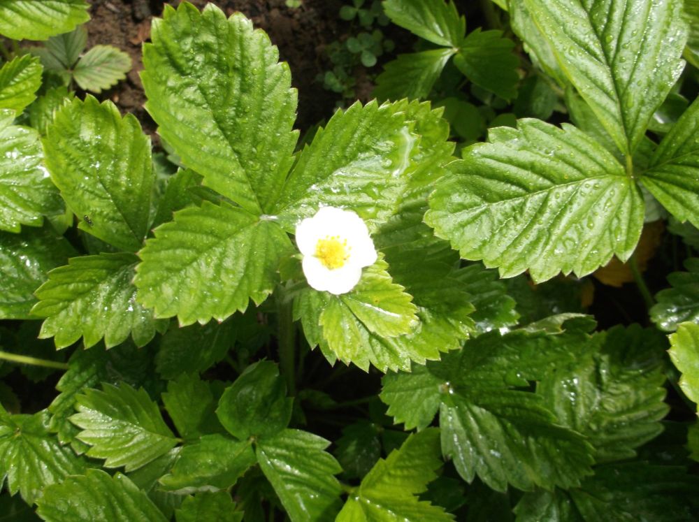 Alpine strawberrys