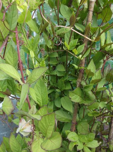 Cup and Saucer Vine