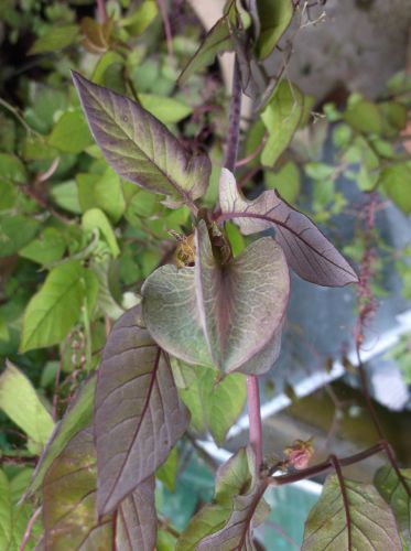 Cup and Saucer Vine Pods