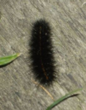 Caterpillar of the White Ermine Moth by Sarah Holmes