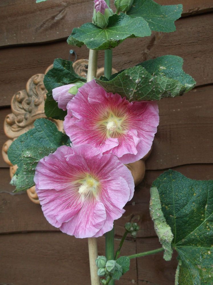 Hollyhocks by Sarah Holmes