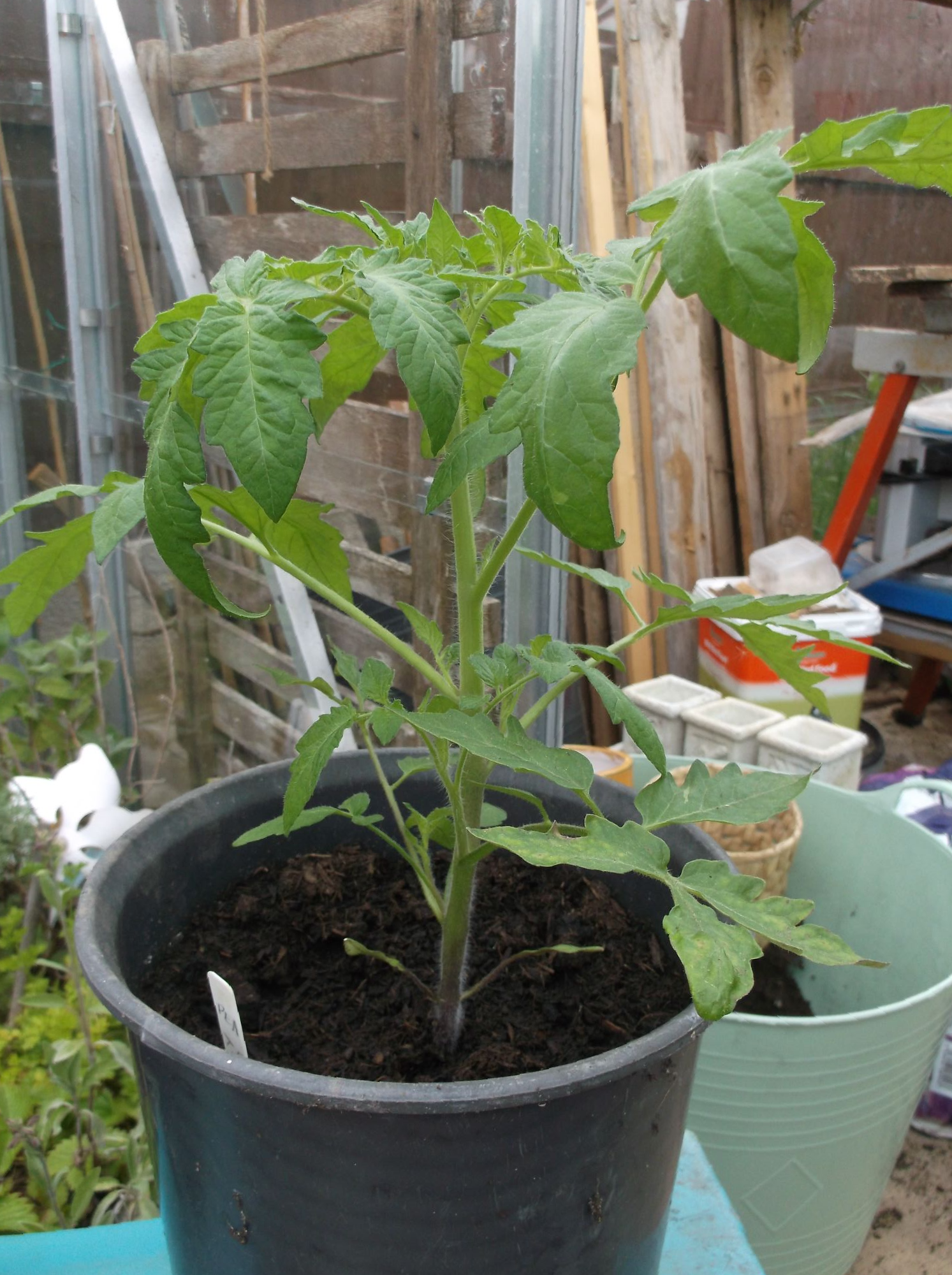 Tomato Plant 1.JPG