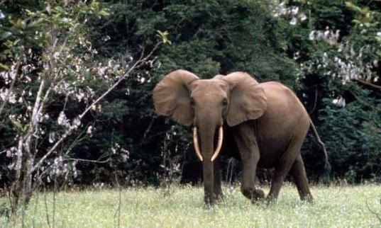 forest-elephant1-537x322