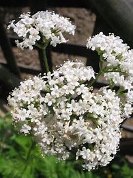 Valerian