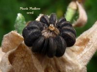 musk-mallow-seed