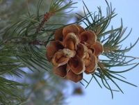 pinyon-pine-cone---